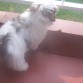 cotilleando en el balcón